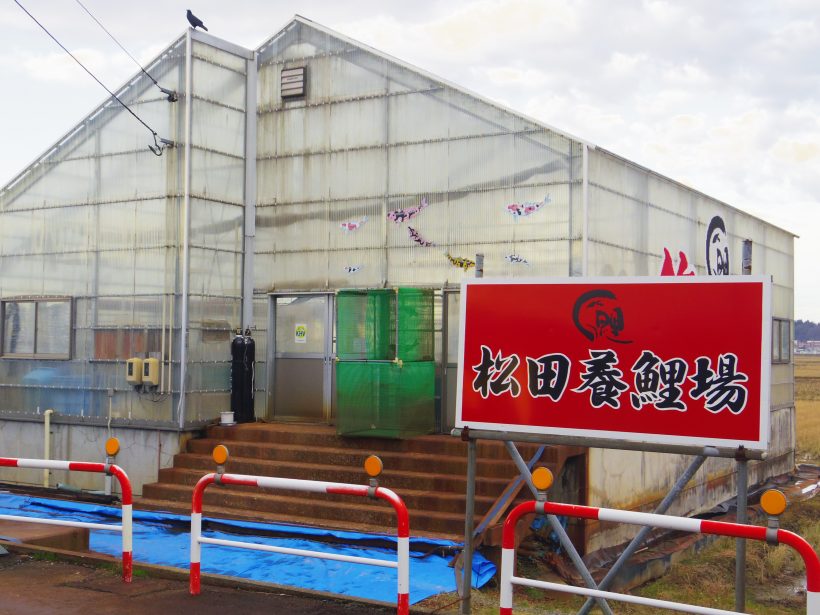 松田 養 鯉 場