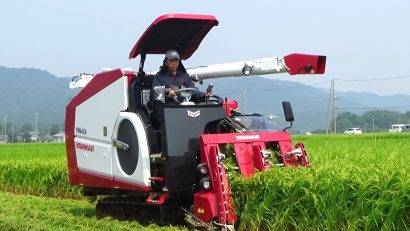 新潟県で最も早い早生品種「五百川」の稲刈りが始まる