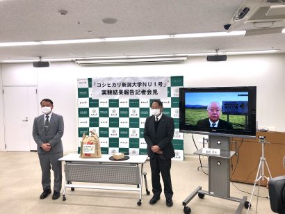 新潟大学が暑さに強いコシヒカリ新品種を開発