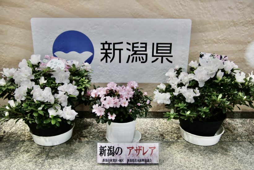 新品種アザレア ひろか スノーシャイン の生産者が新潟県の花角知事を訪問 新潟県内のニュース