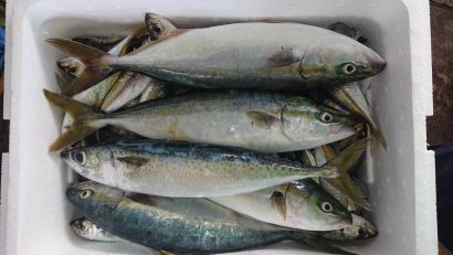 碁石川（新潟県村上市）における魚類の大量死、水質調査でも異常は見られず原因は不明