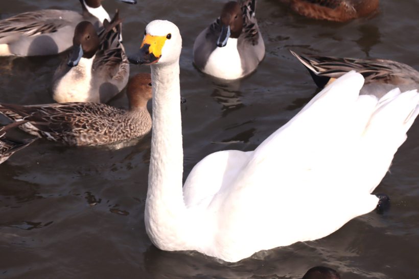 再掲載】「こーい、こいこーい」という独特な掛け声で白鳥を呼ぶ「白鳥