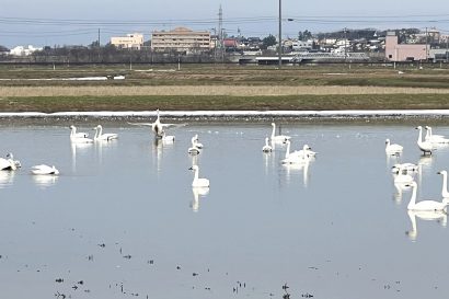【天気予報】2月1日の新潟県は前線や寒気の影響を受ける見込み
