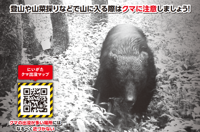 【民家の窓から目撃される】糸魚川市大字小滝地内でクマの目撃情報、付近には住宅も