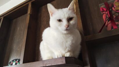 【キシャメシ】猫とランチが楽しめる！「ねこカフェ＆ねこ酒場 らて」（新潟県長岡市）