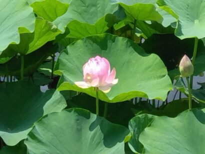 【記者ノート】　7月19日～8月24日の「高田城址公園観蓮会」、今年初めて『ハスの開花宣言』も行う