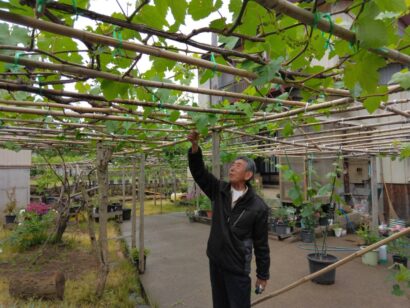 【コラム第15回】喉摘手術を経て山間地に移住し17年、ブドウづくりの輪を広げる81歳！　竜哲樹（にいがた経済新聞社顧問）