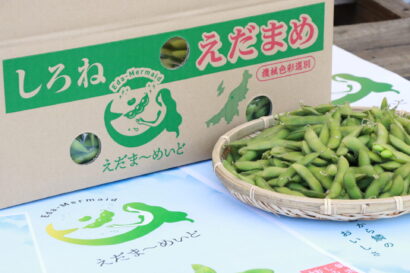 「しろね えだま〜めいど」選果開始　JA新潟かがやき、約200トンの出荷計画