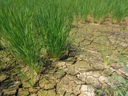 【記者ノート】高温・少雨で水不足が続き、水道の断水の可能性出て来た上越市で25日、「上越市渇水対策統括本部」を設置。合わせて水田のひび割れや水稲の葉枯れ等の農業被害も！