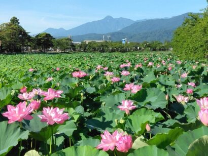 【記者ノート】「高田城址公園観蓮会」１９日より始まり、８月２４日まで。８月２日に乗馬・ふれあい体験も