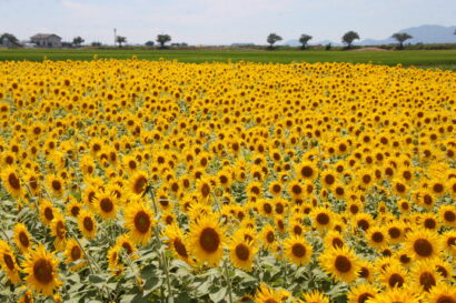【ひまわり1株プレゼント】アグリパーク新潟で「Sunflower fes 2025」を8月2日に開催