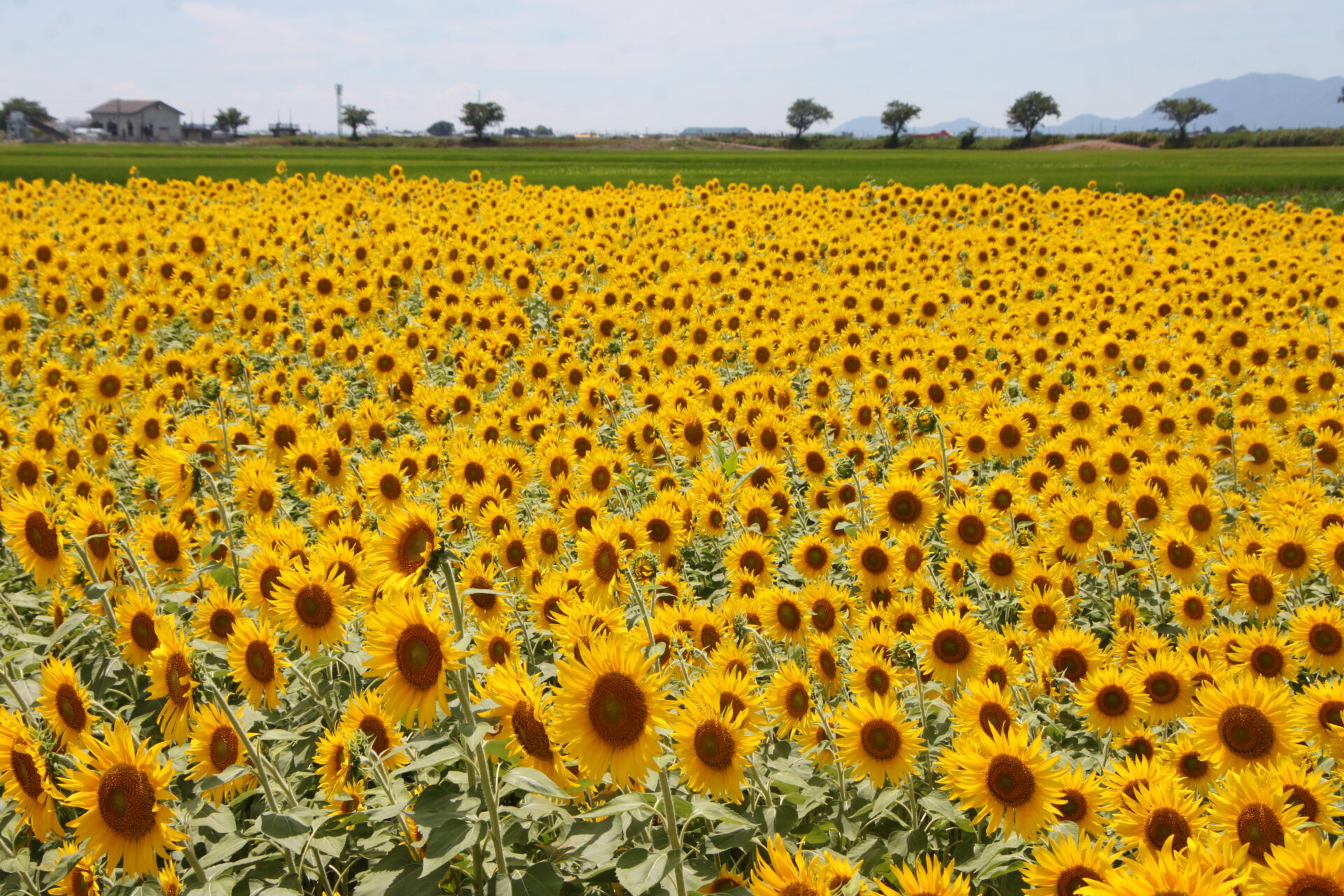 ひまわり畑 座間市ひまわり畑 [4K] Zama City Sunflower Field - YouTube