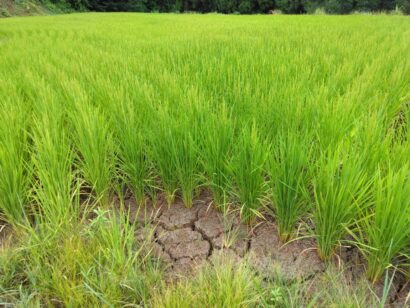 【記者ノート】ため池だよりの中山間地の稲作農家は、41日ぶりの″恵みの雨″に大喜び！　他の山間地でも60年を遡る前から用水組合をつくり、渇水を乗り越えている所も水利の立地の違いで