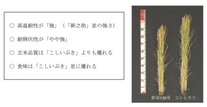 【暑さに強い新たなコメに、長く愛される名称を】新潟県、来年から一般栽培予定の水稲新品種の名称を募集開始