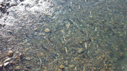 【能生川サーモンフィッシング】新潟県糸魚川市で鮭釣獲調査員を募集　11月10日から30日まで21日間実施