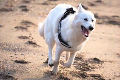 【続報・大型犬逃走】新潟市秋葉区で逃走中の飼い犬、無事保護