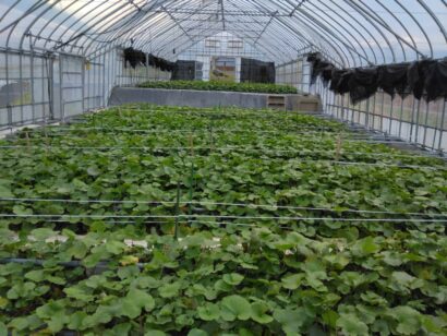 【記者ノート】渋谷建設社長インタビュー、6次産業から始めたワサビ栽培は独自栽培装置の開発経てヨーロッパ等世界への販売に