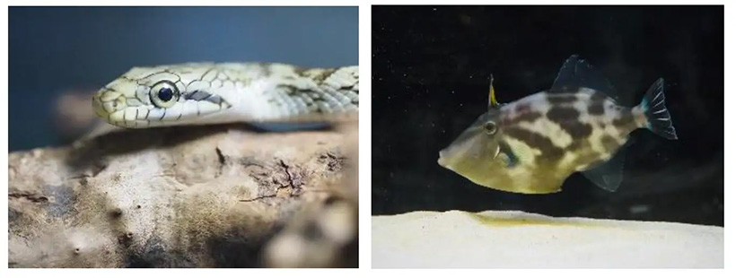 干支にちなんだ生き物の展示