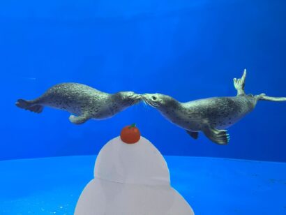 【アザラシの健康管理を解説】上越市立水族博物館うみがたり、3日間限定で解説イベント「アザラシのおはなし」を実施