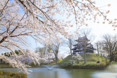 【日本三大夜城】高田城址公園観桜会、4月3日から　早咲き桜の儀明川にも注目