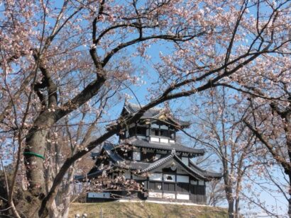 【記者ノート】4000本のソメイヨシノ　「日本三大夜桜」で知られる高田城址公園の観桜会、4月3日から始まる