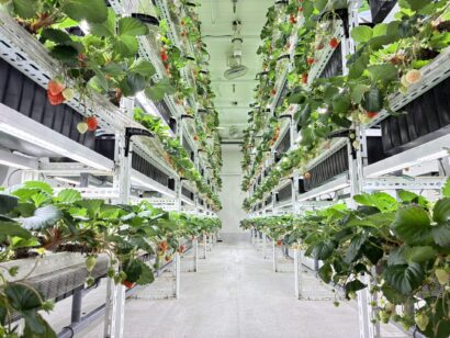 地域建設業の「領域展開」― 廃校利用の「いちご工場」まで手を広げる小野組（胎内市）のハートウォーミング経営