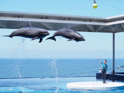上越市立水族博物館「うみがたり」でGWイベント開催　“ちびっこ”展示や体験企画など