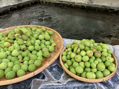 【6月6日は梅の日】市場に出回らない地域の梅を活用　花の湯館で「青梅風呂」開催
