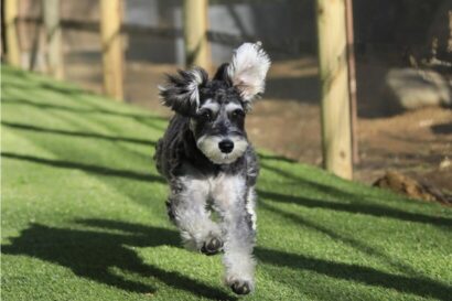 【愛犬と泊まれる】「ゆとりろ越後湯沢」愛犬同伴客室4室を新設　宿泊プラン販売開始