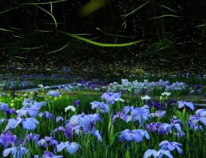 【花菖蒲とホタルを浴衣で楽しむ】三条市の「さぎの湯」で6月23日開催