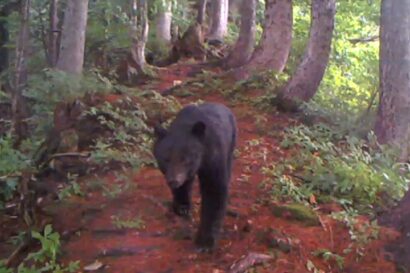 【民家近くに出没】新潟県長岡市でクマの目撃情報