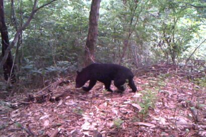 新潟県上越市でクマの目撃情報