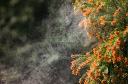 花粉を作らないスギの仕組み解明へ前進　新潟大学などが候補遺伝子を特定