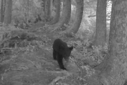 【トンネル出口付近】新潟県長岡市でクマの目撃情報