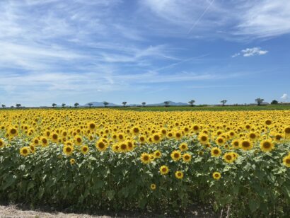 【ひまわり1株プレゼント】アグリパーク新潟で「Sunflower fes 2026」を8月2日に開催