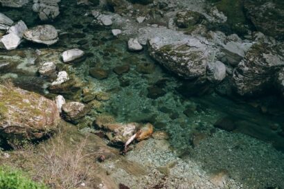 スノーピークとフィッシュパス、高知県で生物多様性調査の共同実証　環境DNAを活用