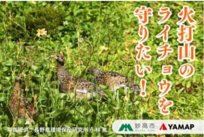 最北の生息地、ライチョウ約25羽　妙高市が保全へ寄付募る