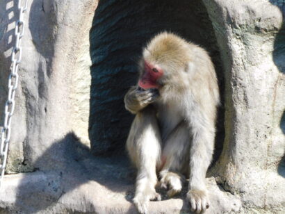 自分たちで育てた野菜を動物たちに　悠久山小動物園で児童がエサやり体験（新潟県長岡市）